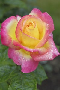 LOVE AND PEACE (hybrid tea)